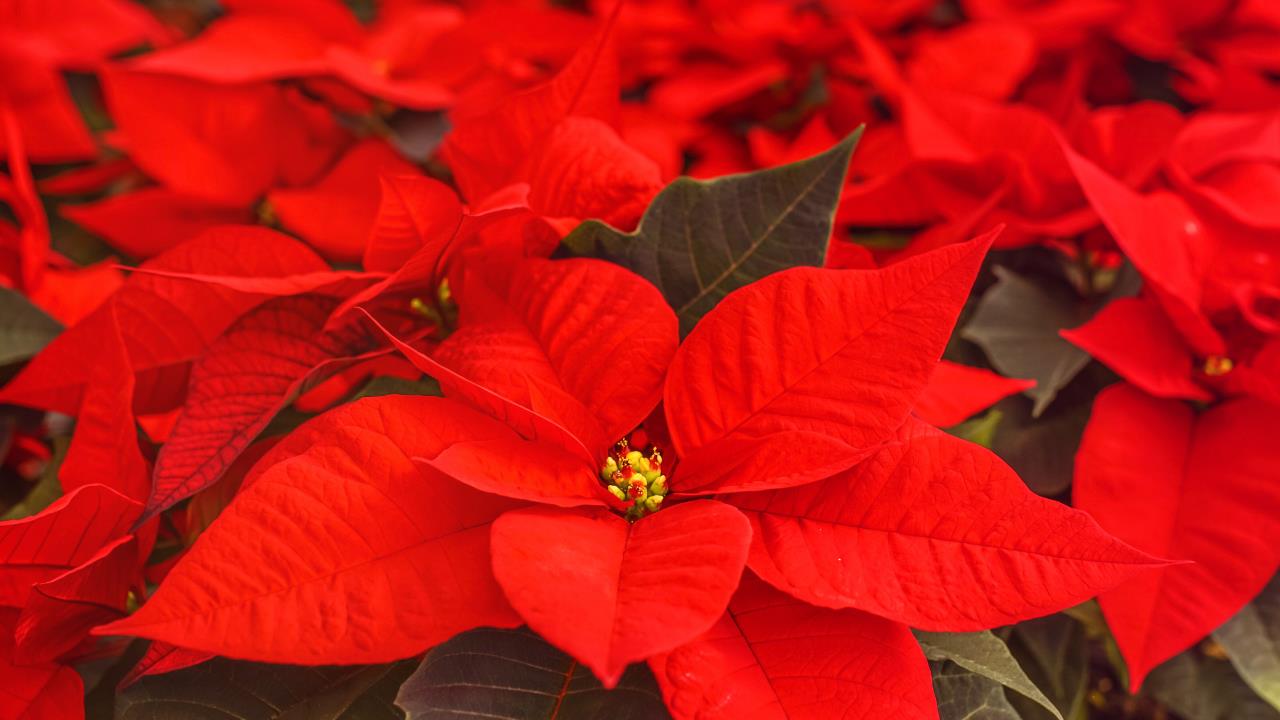 El truco de jardinería para que la Flor de Nochebuena florezca todo el año